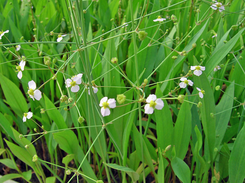 schmalblättriger Froschlöffel - Alisma lanceolatum